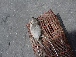 Contoh keberhasilan kami menangani tikus clurut dengan perangkap